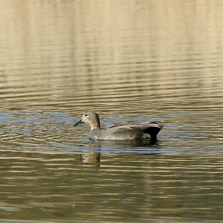 Gite De L'Etang Belval-en-Argonne Eksteriør billede
