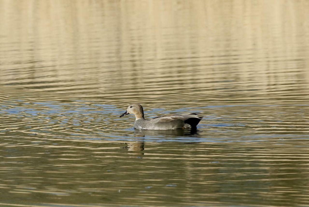 Gite De L'Etang Belval-en-Argonne Eksteriør billede
